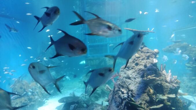 ikan