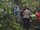 Tree Fall Incident in Monkey Forest Ubud, Bali - IST