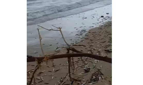 Fish at Jimbaran beach, Bali - IST