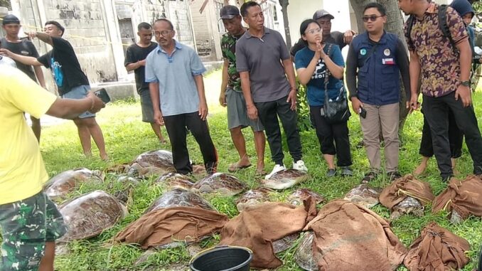 penyu di jembrana Dozens of turtles found in Pemuteran Village, Gerokgak, Buleleng, Bali, on Friday (24/1). (PHOTO by Buleleng Police).