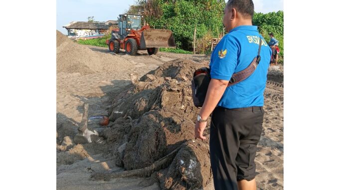 Bangkai Paus di Canggu The whale was buried using heavy equipment including two bulldozers - IST