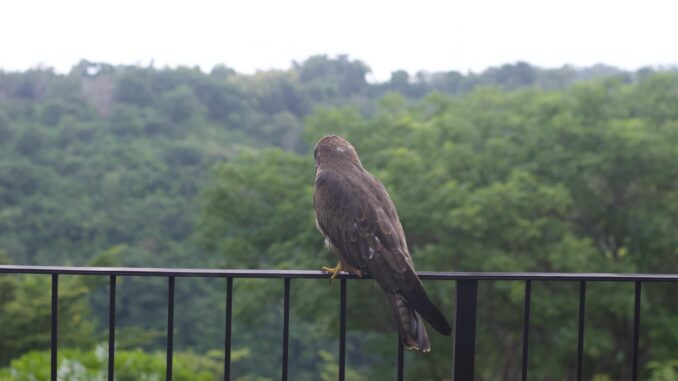 elang Nusa Penida BKSDA Bali in collaboration with FNPF released three milvus migrans eagles in Sakti Village, Nusa Penida - IST