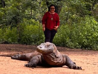 mybalinews.com reporter Komang Erviani took a photo behind a Komodo dragon sunbathing on the beach - ERV